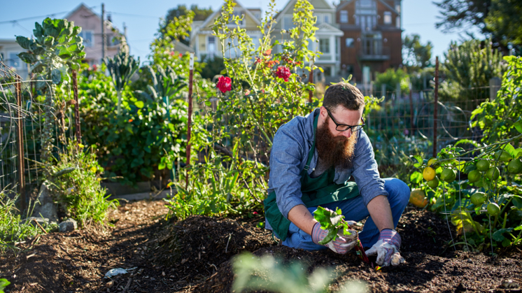 Les avantages d’un potager urbain